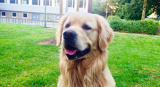 Foto eines Golden Retrievers